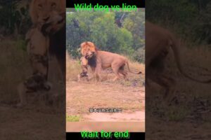 lion vs wild dog #sort #yt #wildlife #viral #africananimals