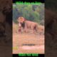 lion vs wild dog #sort #yt #wildlife #viral #africananimals