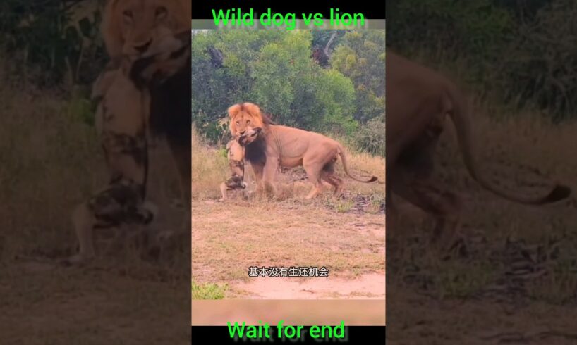 lion vs wild dog #sort #yt #wildlife #viral #africananimals