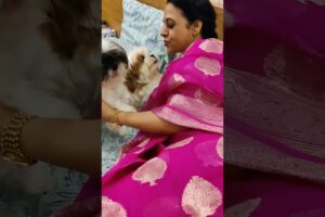 mere cute puppies #shorts #shortvideo #vairalshort