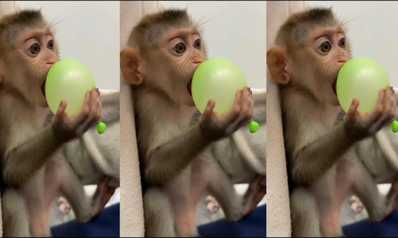 #monkey #play #animals #happy