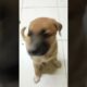 #music #slowed two brothers cute puppies Top 2  dogs#song  #puppy dog training comedy funny video