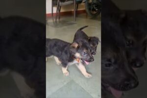 my cute puppies | #germanshepherd #viral #cute #doglover #funny #puppies #shortvideo #ytshortsindia