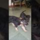 my cute puppies | #germanshepherd #viral #cute #doglover #funny #puppies #shortvideo #ytshortsindia