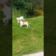 my cute puppies #trending #thangapulla #shorts #viral