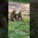 #nature monkey play ground