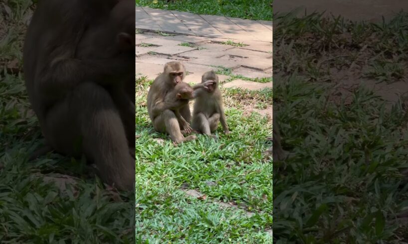 #nature monkey play ground