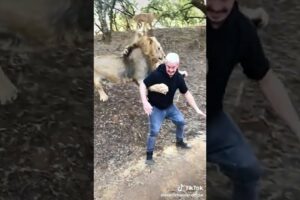 #playtime with the shy and bully lion #lion #play #time #shorts #wildlife