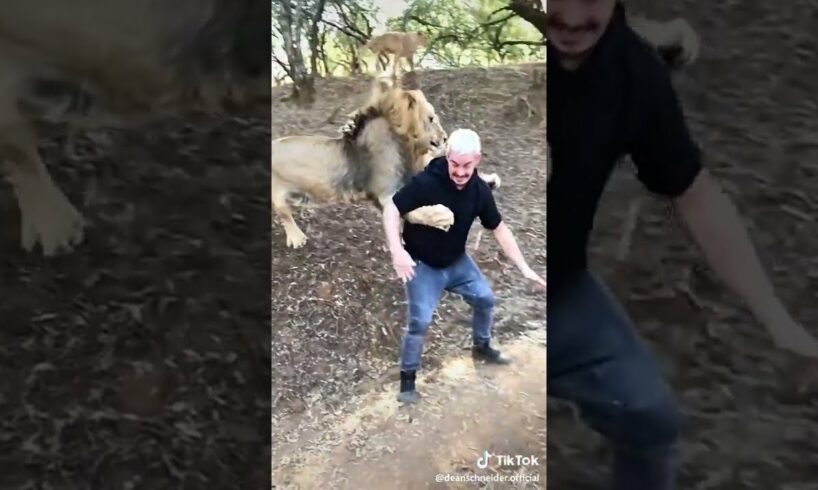 #playtime with the shy and bully lion #lion #play #time #shorts #wildlife