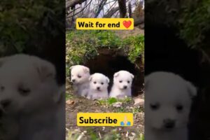 #shorts cute puppies #viralsong #doglover #dog #viral #youtubeshorts #ytshorts #youtube #puppy 🙏🏻🐕🙏🏻