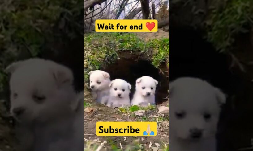 #shorts cute puppies #viralsong #doglover #dog #viral #youtubeshorts #ytshorts #youtube #puppy 🙏🏻🐕🙏🏻