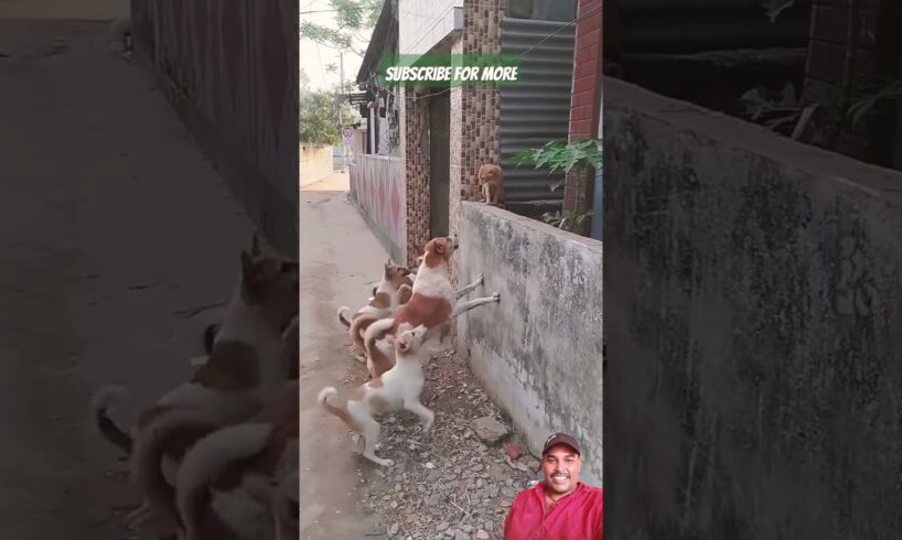 #stray #dogs attacks cat. #stray #cat #street #catvsdogs #catvsdog #catdogfight #dogcat #shorts