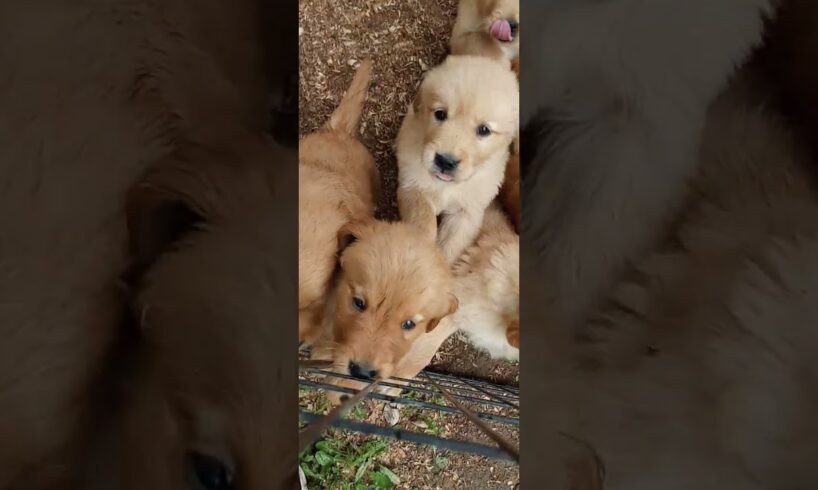 the world's cutest puppies