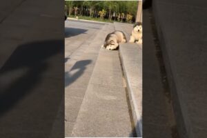 they are looking soo cute 🥰 #doglover #trending #viral #puppies #shortvideo #streetpuppy #petlover