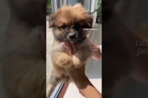 yimmy yimmy song so cute pet with play this song#short# 😊☺️🤭😚