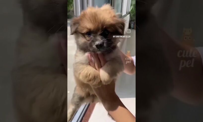 yimmy yimmy song so cute pet with play this song#short# 😊☺️🤭😚