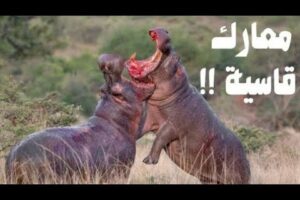 اشرس معارك الحيوانات على الاطلاق | Best Of Wild Animal Fights - Hippo vs Lion