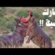 اشرس معارك الحيوانات على الاطلاق | Best Of Wild Animal Fights - Hippo vs Lion