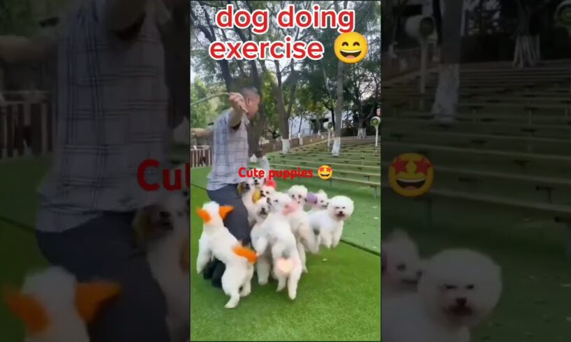 کتے کے بچوں کوکیاہواcute dogs/cute puppies/dog doing exercise#funnyshorts #funny #comedyv