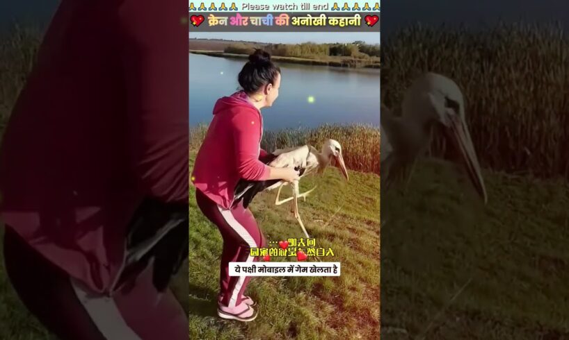 क्रेन 🦢और चाची 👩की अनोखी कहानी  #animal #animals #animallover #animalrescue #dog