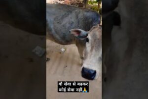 गौ सेवा परमोधर्म ❤️🙏 #humanity #animals #saveanimals #animallover #shorts #ytshorts