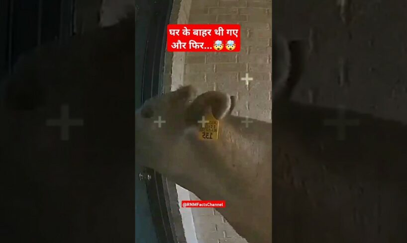 घर के बाहर थी गए और फिर...🤯🤯#Shorts #ytshort #youtubeshorts #animal #viral #RNMFacts #hindi