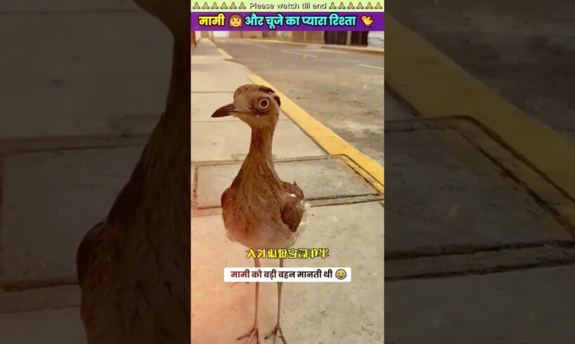 मामी और चूजे का प्यारा रिश्ता 😊 #animal #animals #animallover #animalrescue #birds