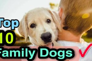 നിങ്ങൾക്ക് വളർത്താൻ പറ്റാവുന്ന 10 കിടിലൻ നായ ഇനങ്ങൾ 🤩 | Most Friendly Family Dog breeds in India