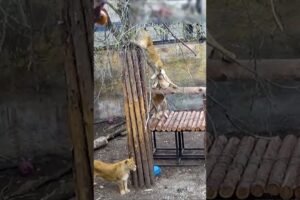 かわって～姉妹の足を噛む娘ライオン😅ライオン/旭山動物園/旭川市