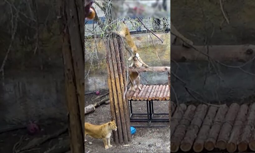 かわって～姉妹の足を噛む娘ライオン😅ライオン/旭山動物園/旭川市