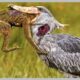 10 Brutal Fighting Moments Between Savage Animals Attacking And Eating Each Other! | Animal Fight