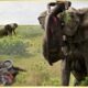 10 Moments Elephants Showed Who's Boss | Animal Fights