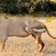 10 Painful Moments when Injured Lion Fights Wildebeests Fails Part 2 | Animal Fights