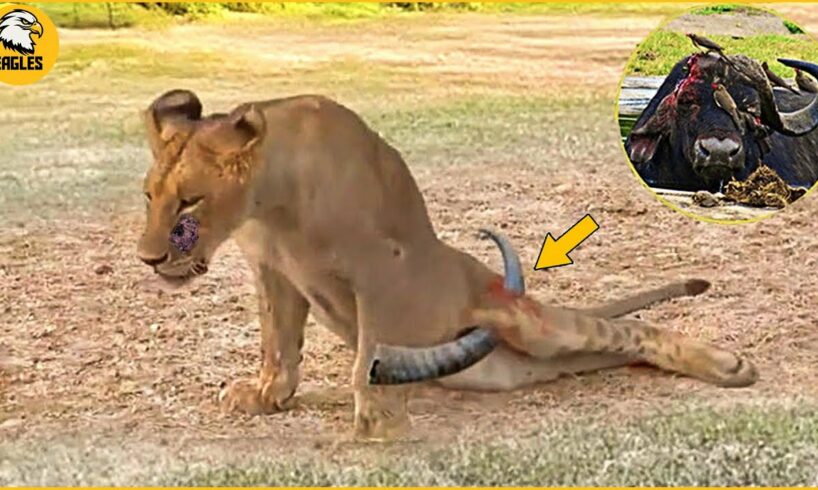 100 Painful Moments! Injured Lion When Fails Before The Ferocious Prey | Animal Fight