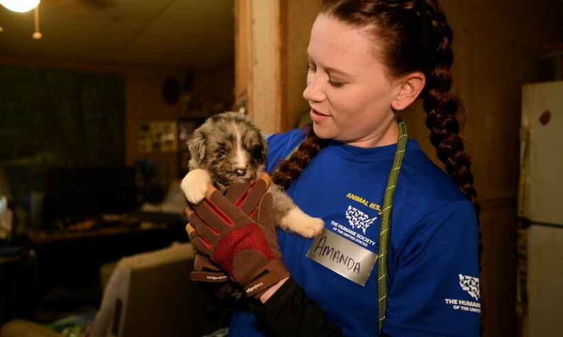 114 dogs rescued from a high-volume breeder in North Carolina