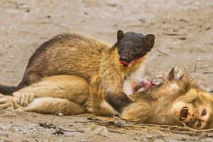 15 Brutal Moments! Yellow Marten Fights Monkey – What Happens Next? Part 1 | Animal Fights