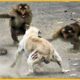 15 Chaotic Battles When Monkeys And Others Rushes Into The Dog's Territory | Animal Fight