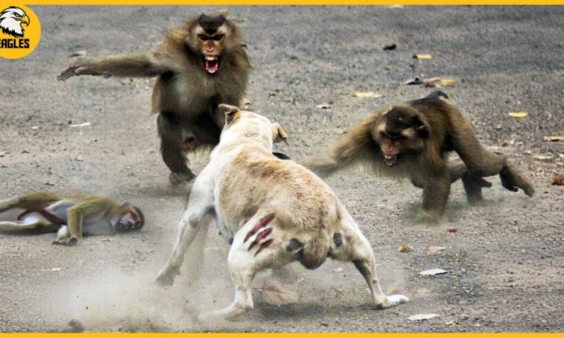 15 Chaotic Battles When Monkeys And Others Rushes Into The Dog's Territory | Animal Fight