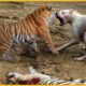 15 Chaotic Battles When Tiger's, Leopards, Lions Rushes Into The Dog's Territory | Animal Fight