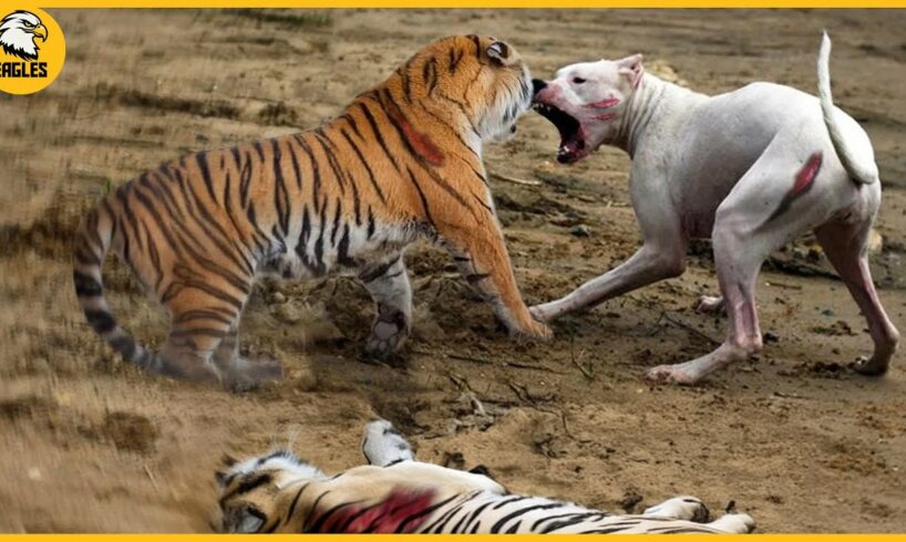 15 Chaotic Battles When Tiger's, Leopards, Lions Rushes Into The Dog's Territory | Animal Fight