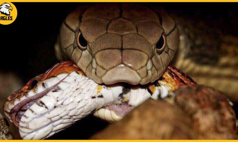 15 Dramatic Moments Capturing the Most Ferocious Snakes Taking Down Their Prey | Animal Fight