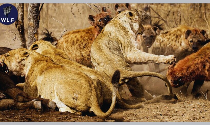 15 Impressive Moments! When Brave Preys Became Predators, What Happened? | Animal Fight