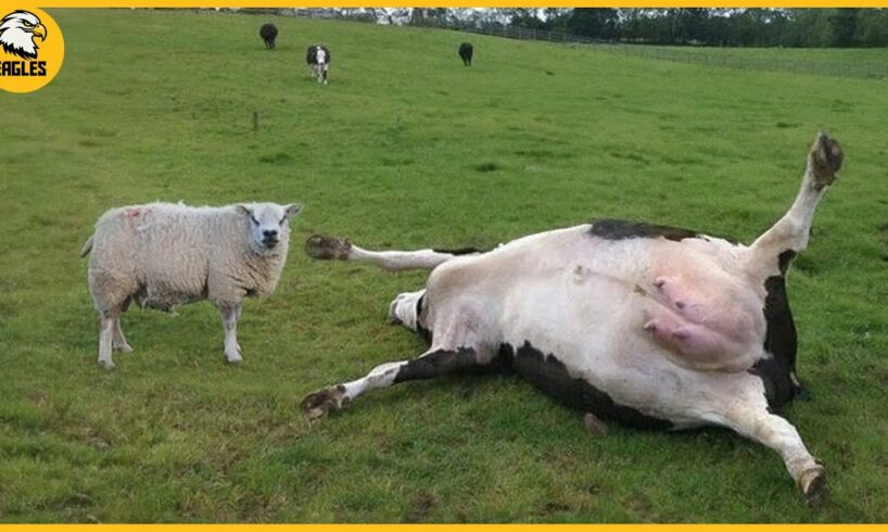 15 Incredible Moments This Angry Sheep Took Down A Huge Cow | Animal Fight