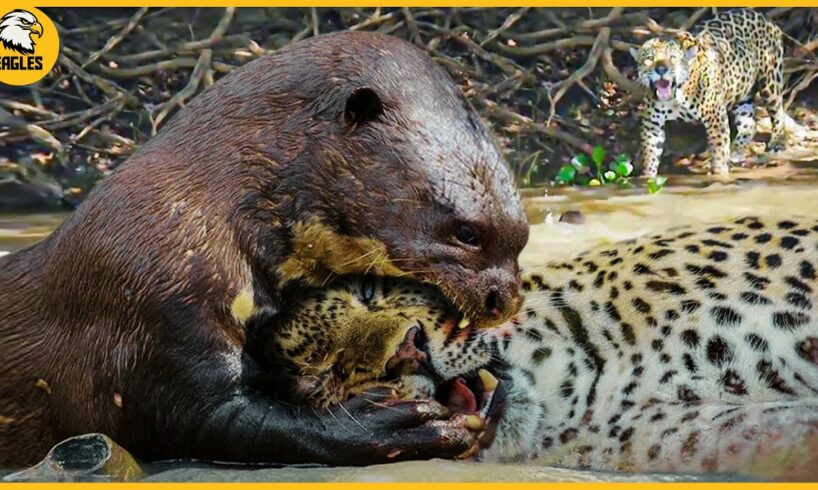 15 Incredible Moments When Otters Go Up Against Their Biggest Predators | Animal Fight