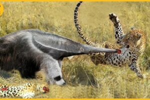 15 Moment Crazy Anteater Easily Defeats The Leopard Thanks to Its Long Beak | Animal Fight