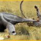 15 Moment Crazy Anteater Easily Defeats The Leopard Thanks to Its Long Beak | Animal Fight