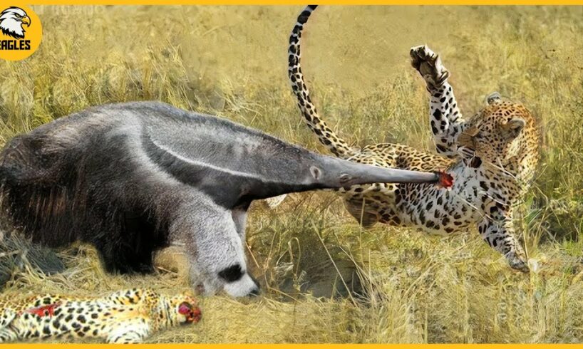 15 Moment Crazy Anteater Easily Defeats The Leopard Thanks to Its Long Beak | Animal Fight