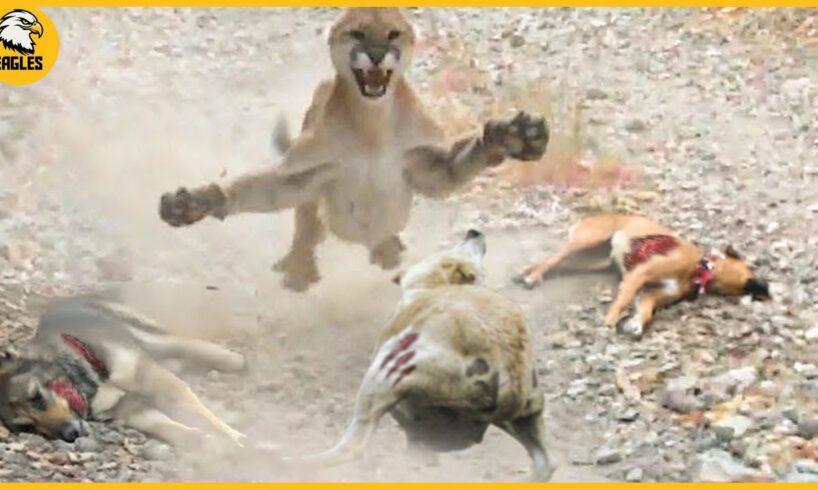 15 Moment Puma Destroys Dogs and Wolves Without Mercy | Animal Fight