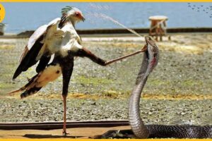 15 Moments Secretary Bird Kicked The Brutal King Cobra In The Head For Revenge | Animal Fight