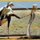 15 Moments Secretary Bird Kicked The Brutal King Cobra In The Head For Revenge | Animal Fight